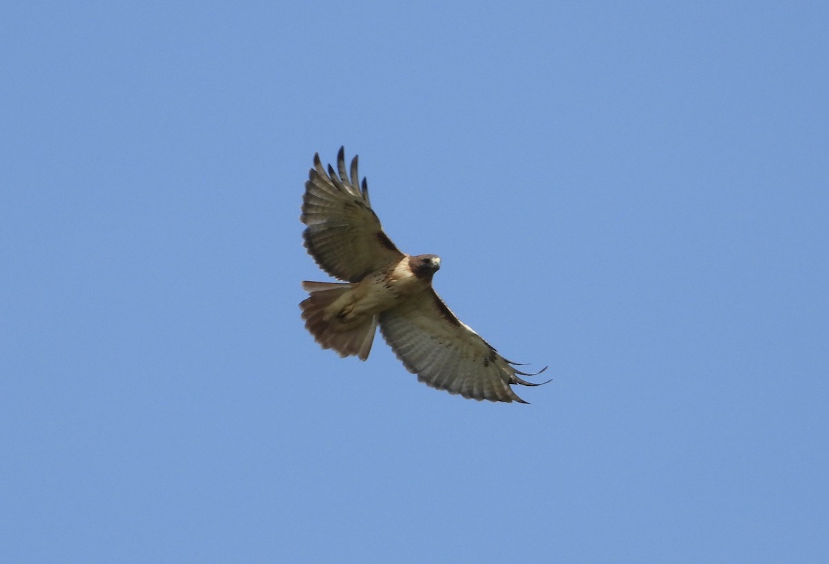 Red-tailed Hawk - ML644248765