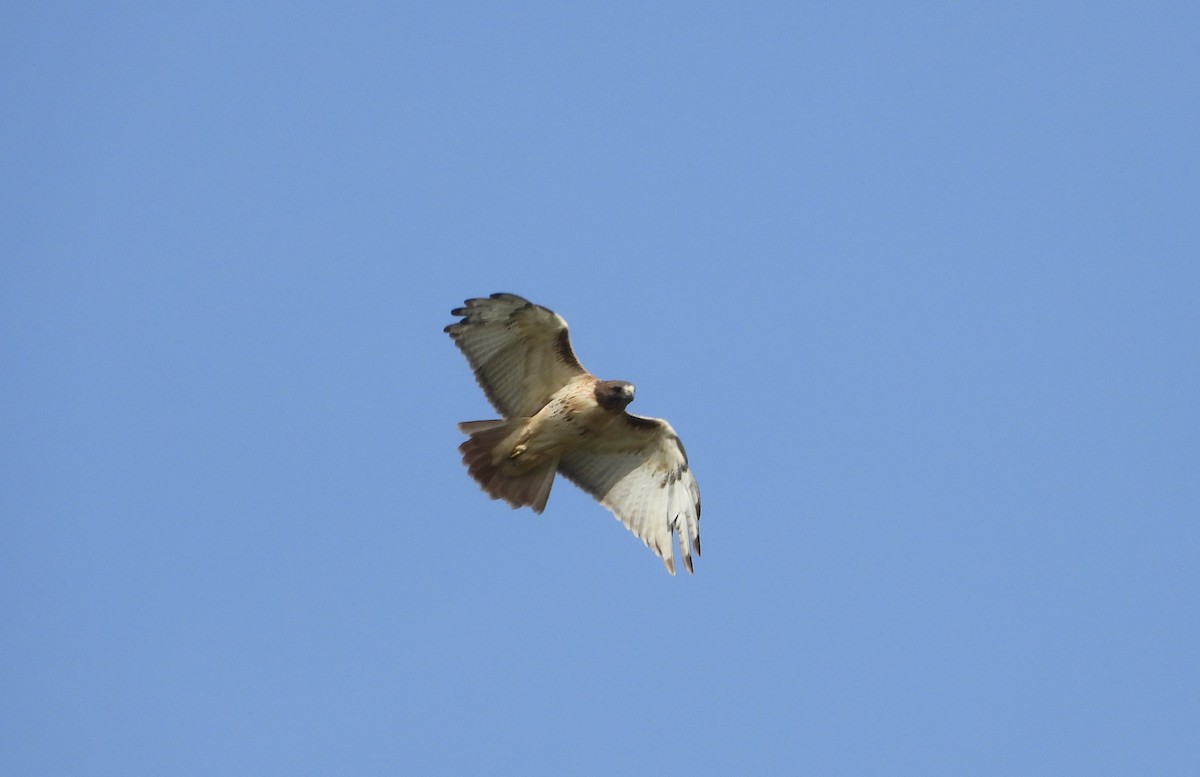 Red-tailed Hawk - ML644248766