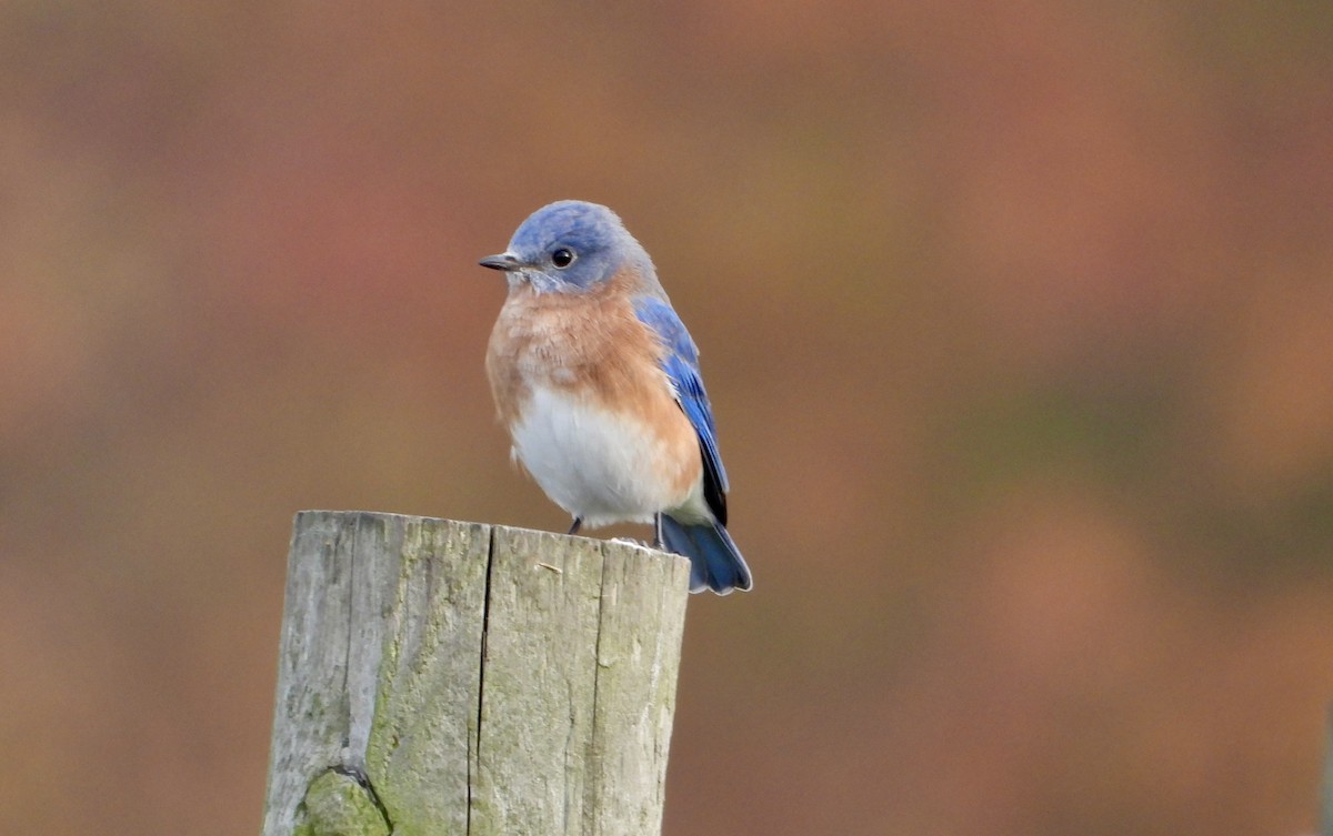 Azulejo Oriental - ML644248774