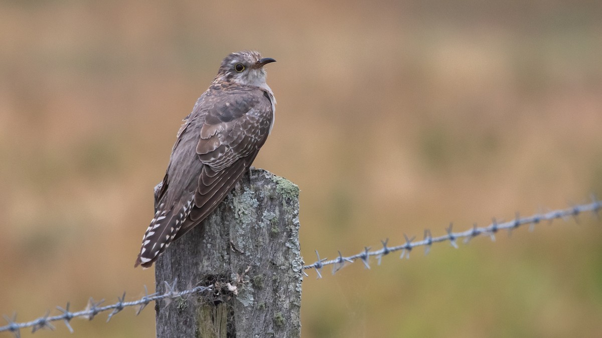 Pallid Cuckoo - ML644248778