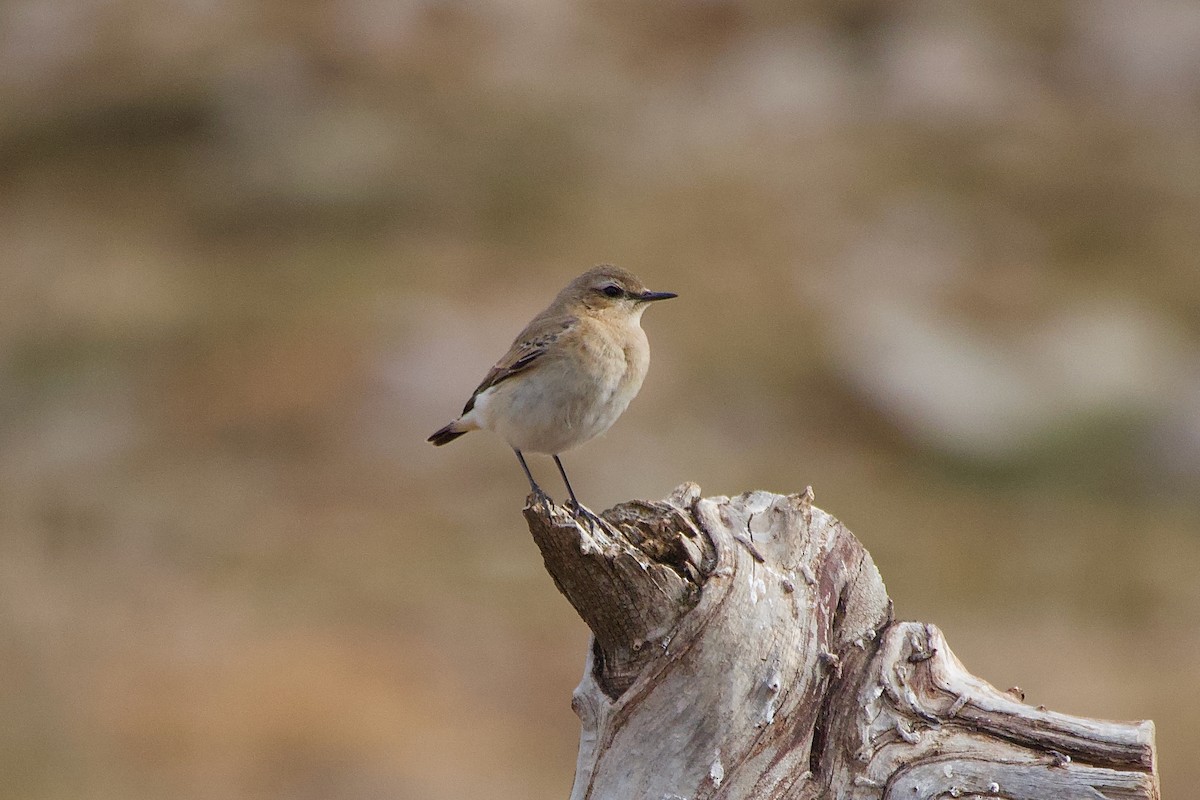Northern Wheatear - ML644248779