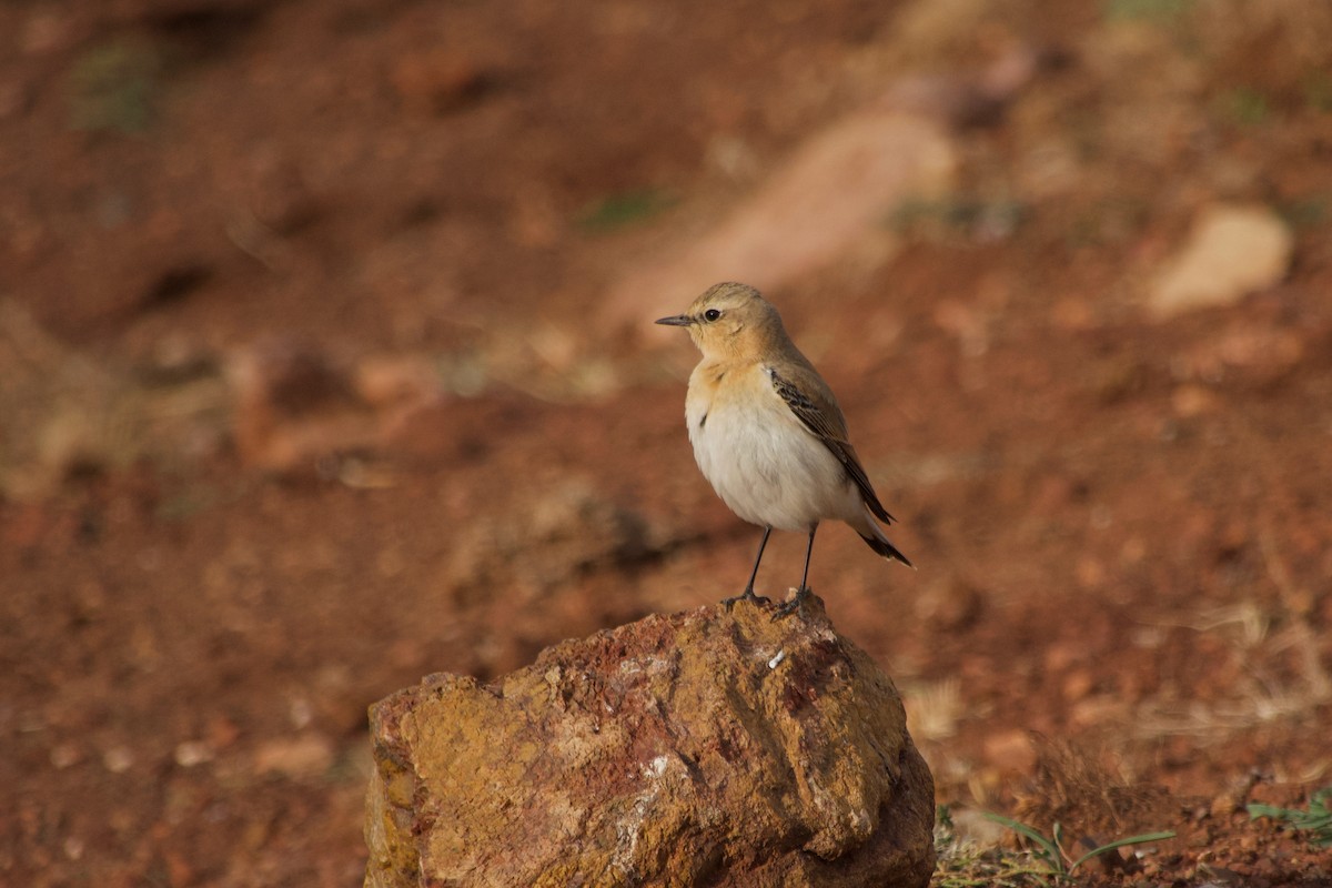 Northern Wheatear - ML644248781