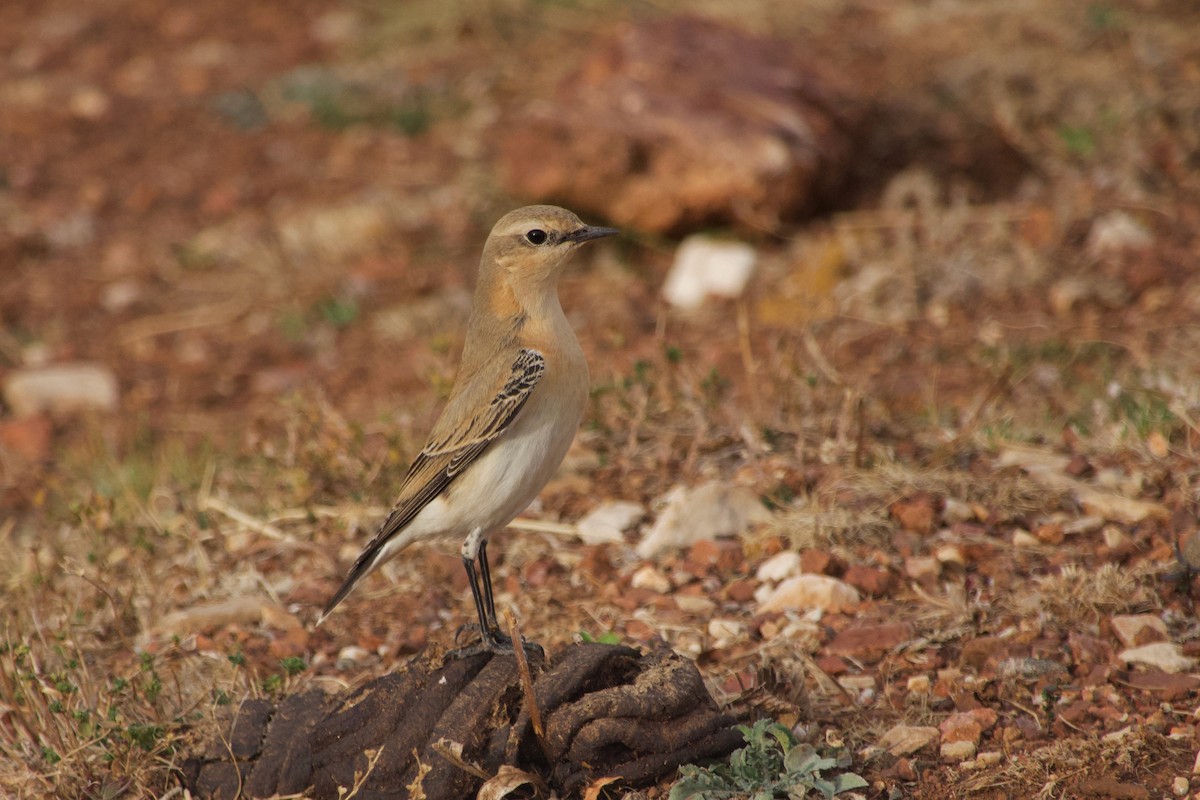 Northern Wheatear - ML644248782