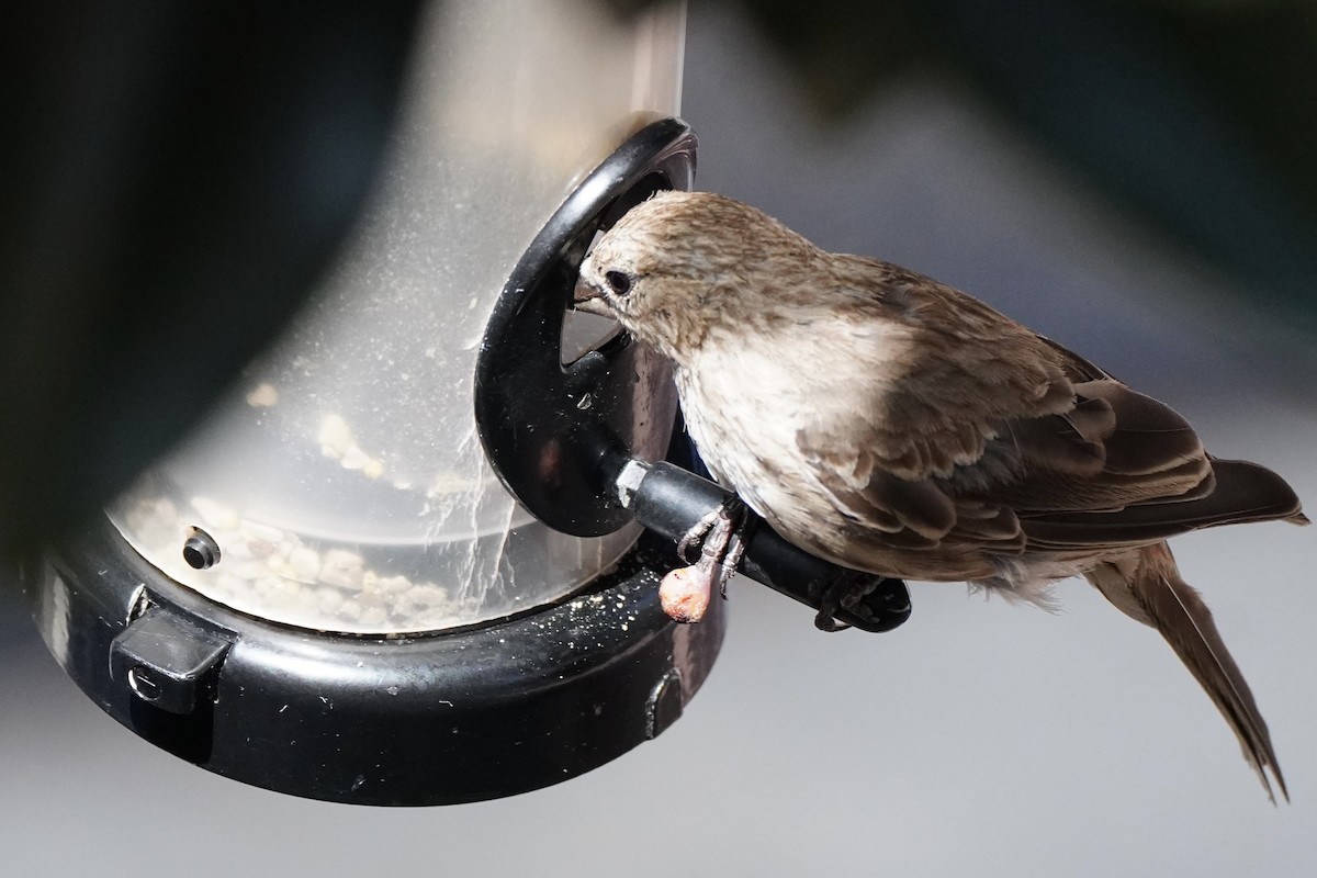 House Finch - ML644248789