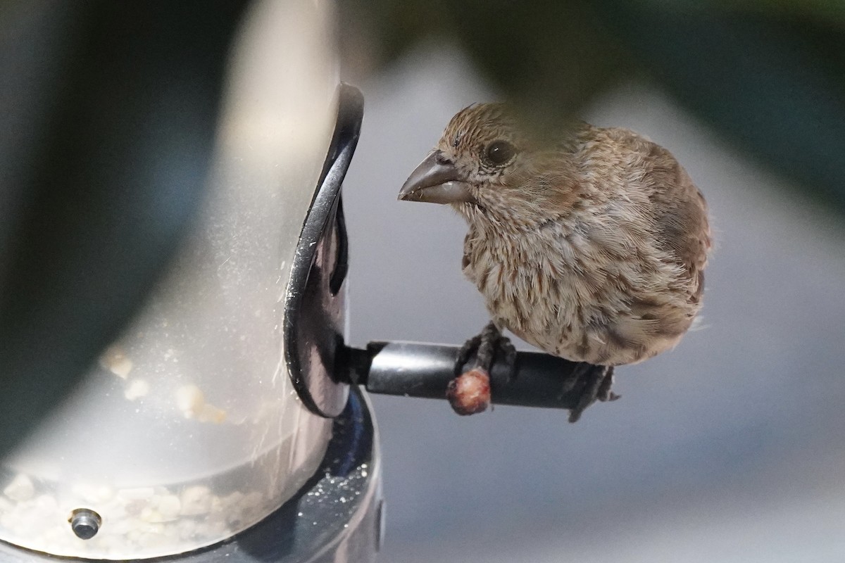 House Finch - ML644248790