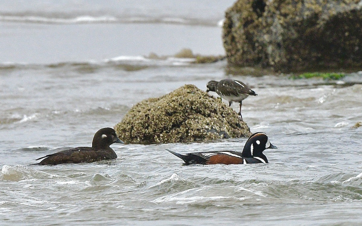 Ahate arlekina - ML644248791