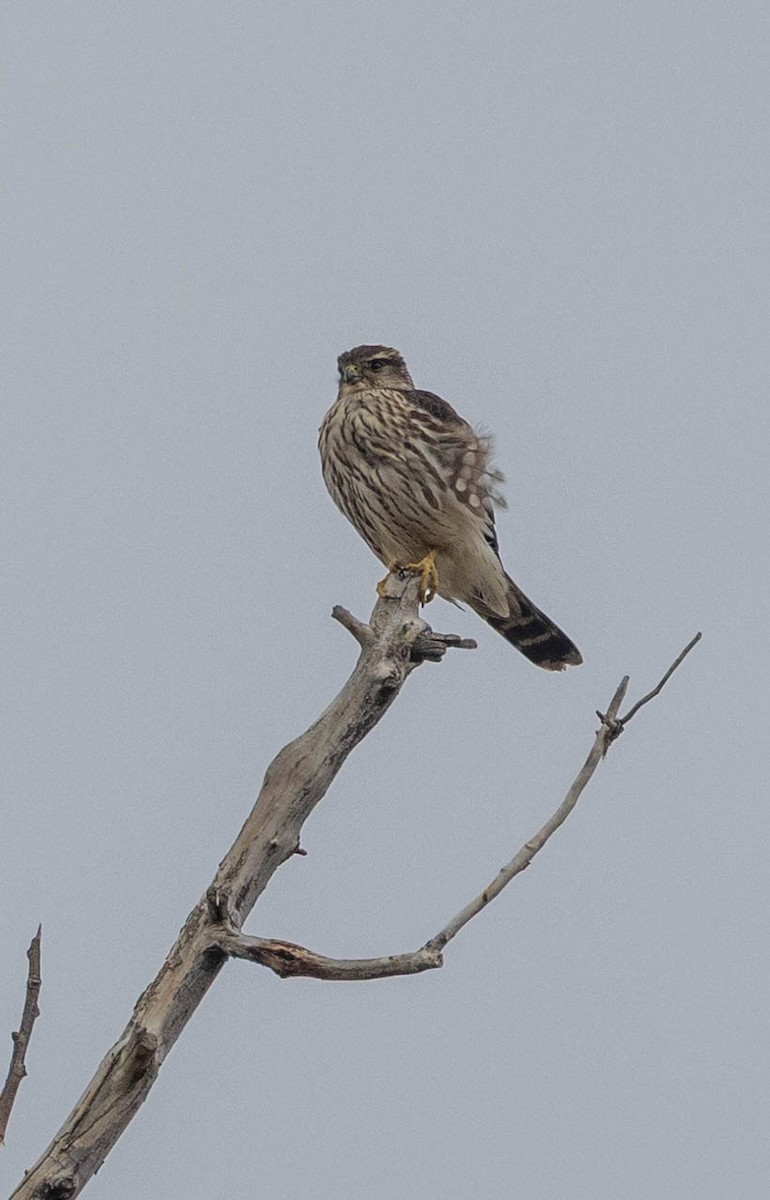 Faucon émerillon - ML644248792