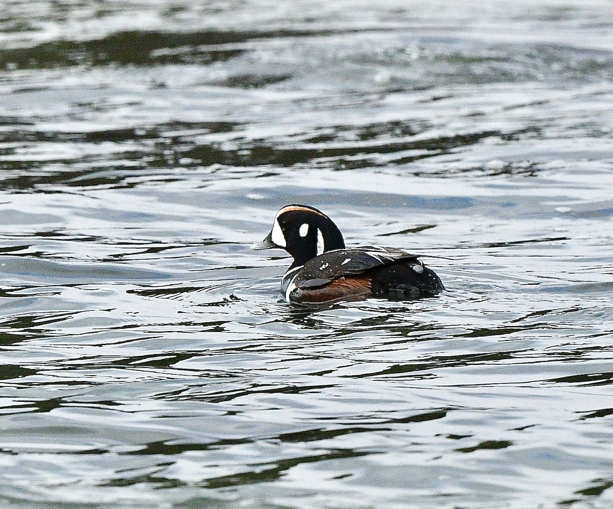 Ahate arlekina - ML644248794