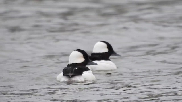 Bufflehead - ML644248796