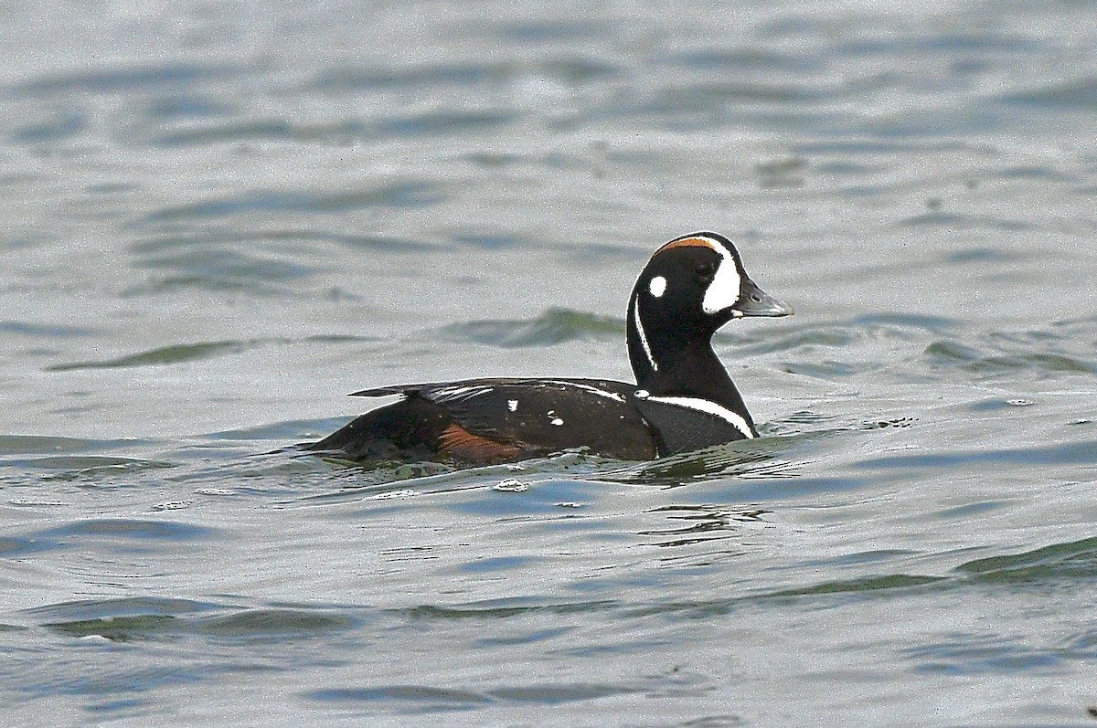 Ahate arlekina - ML644248800