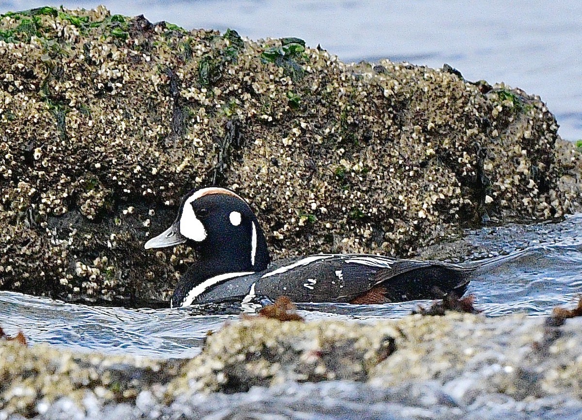 Ahate arlekina - ML644248803