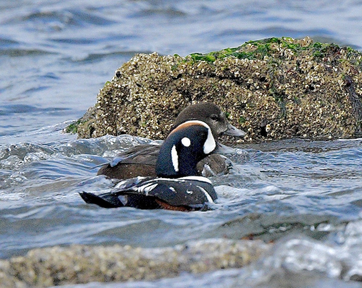 Ahate arlekina - ML644248805