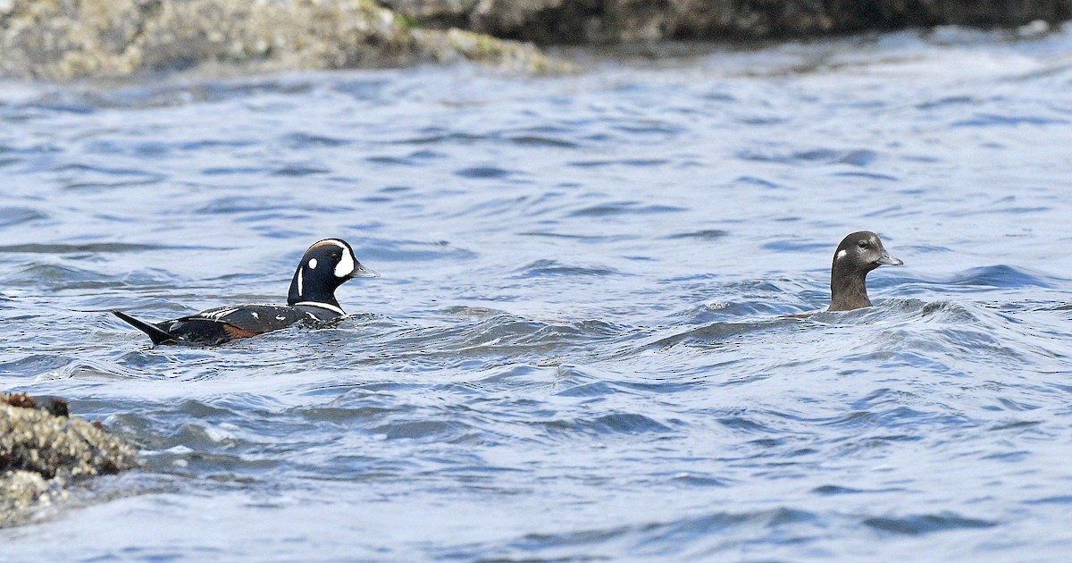 Ahate arlekina - ML644248809