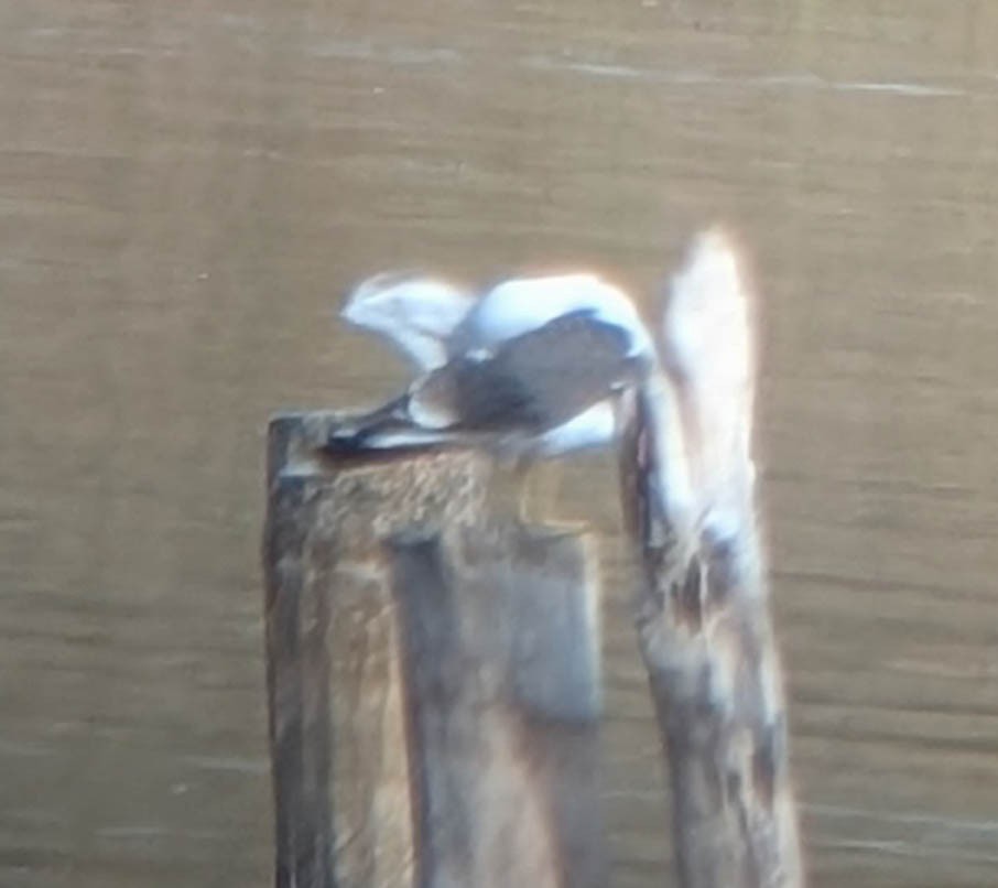 Zafferano - ML644248812