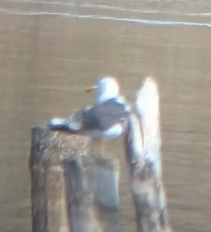 Zafferano - ML644248813