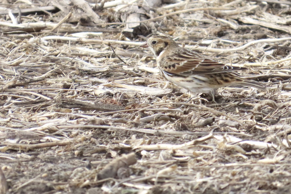 Lapland Longspur - ML644248815