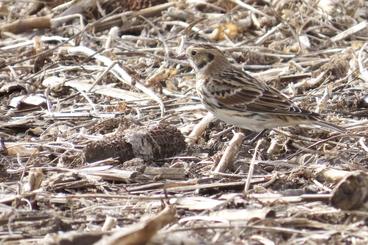 Lapland Longspur - ML644248816