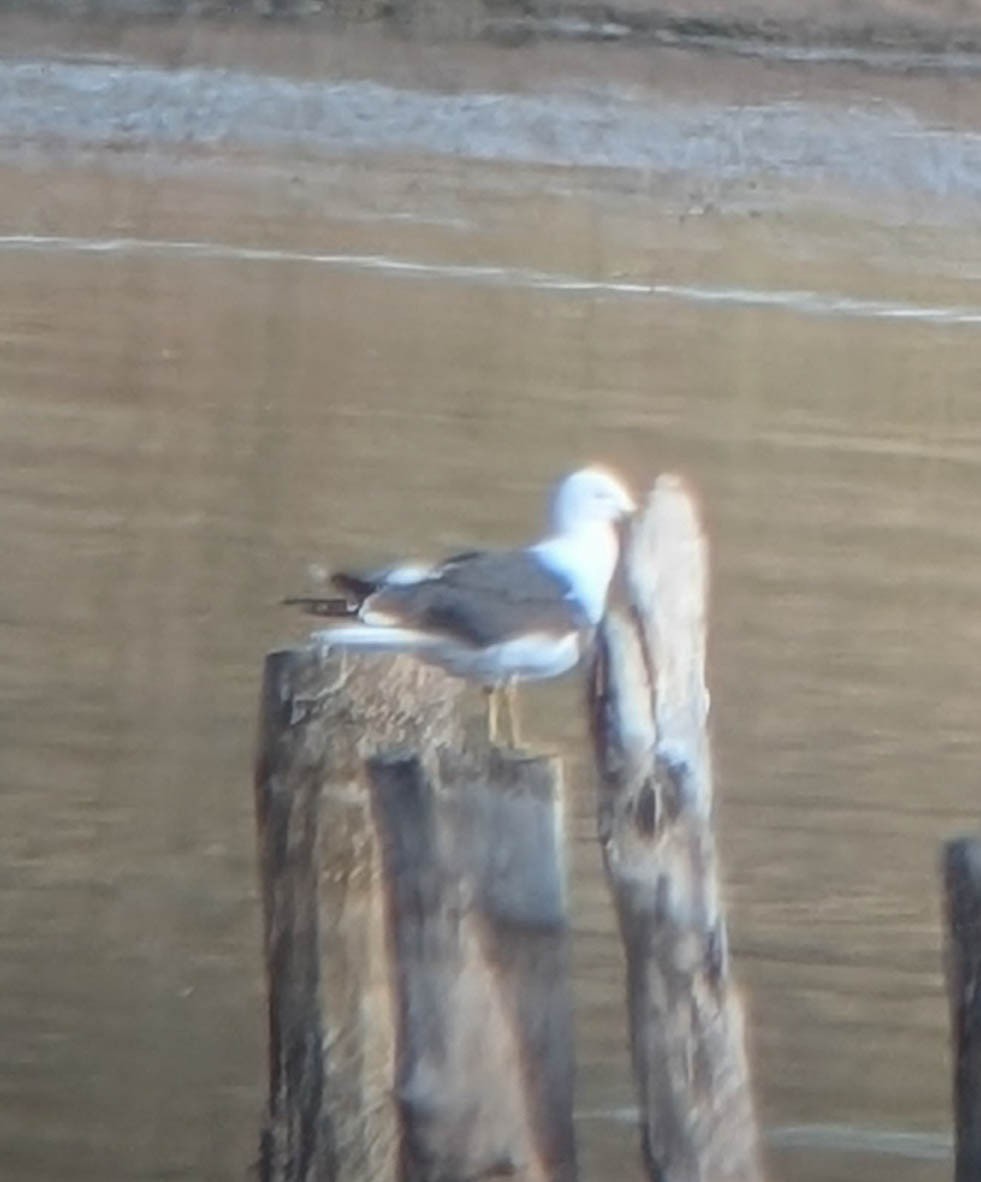 Zafferano - ML644248826