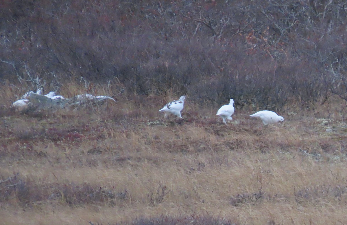 Moorschneehuhn - ML644248827