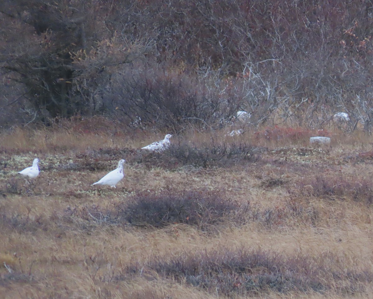 Moorschneehuhn - ML644248828