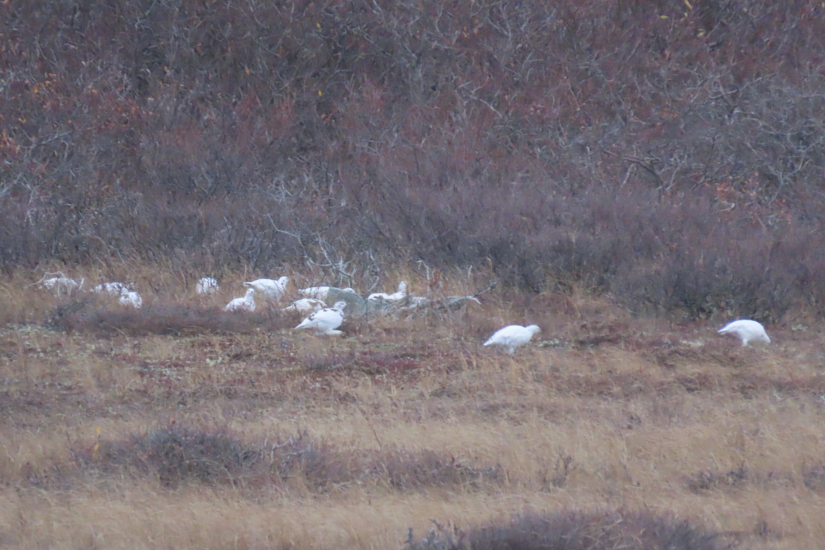 Moorschneehuhn - ML644248830