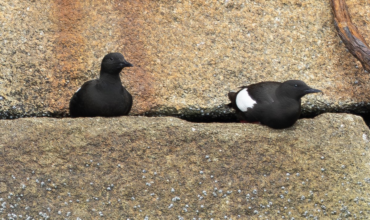 teist (grylle gr.) - ML644248831