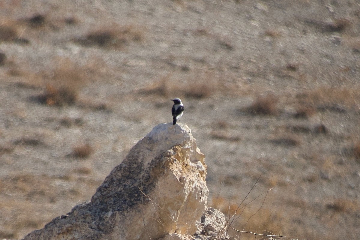 Eastern Black-eared Wheatear - ML644248842