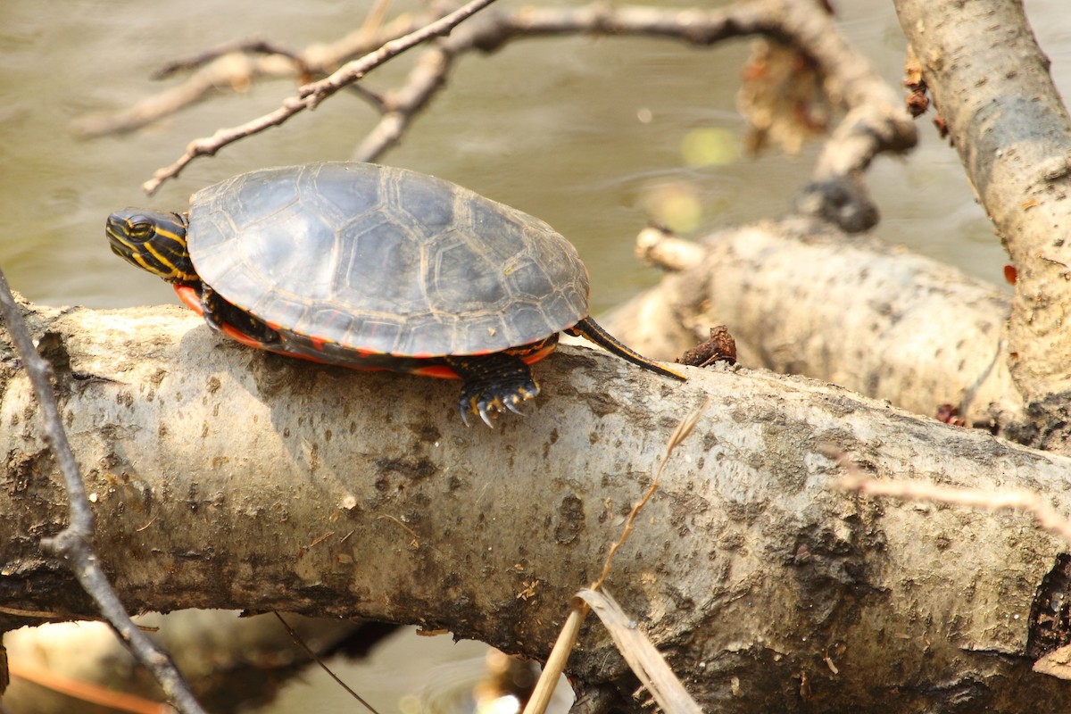 Painted Turtles - ML644248844