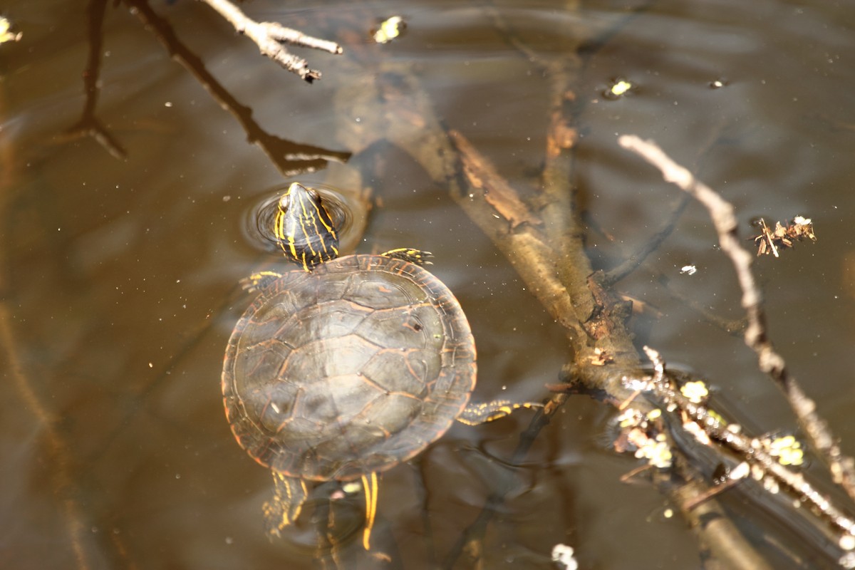 Painted Turtles - ML644248850