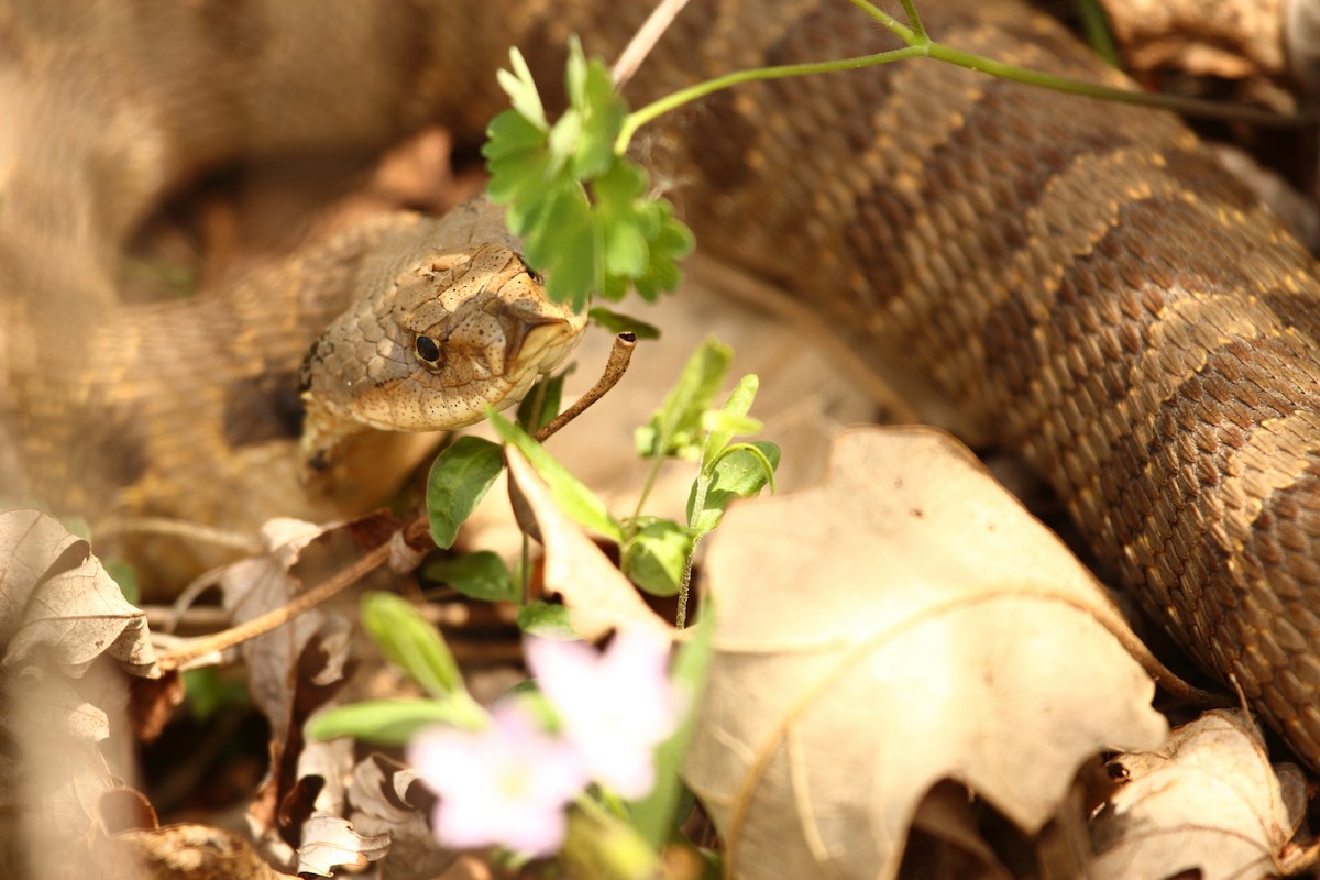 Eastern Hognose Snake - ML644248851