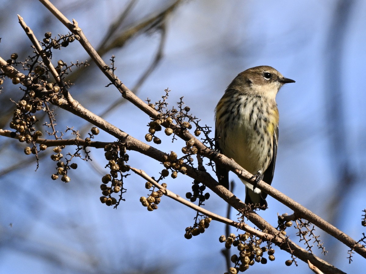 Yellow-rumped Warbler - ML644248858