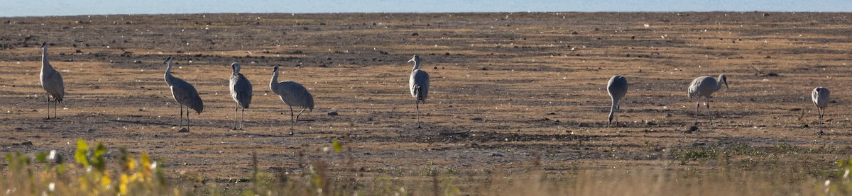 Sandhill Crane - ML644248859