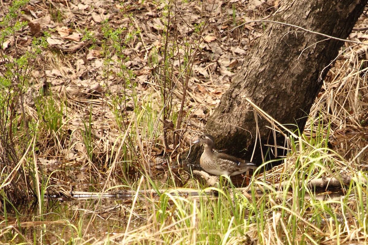 kachnička karolínská - ML644248860