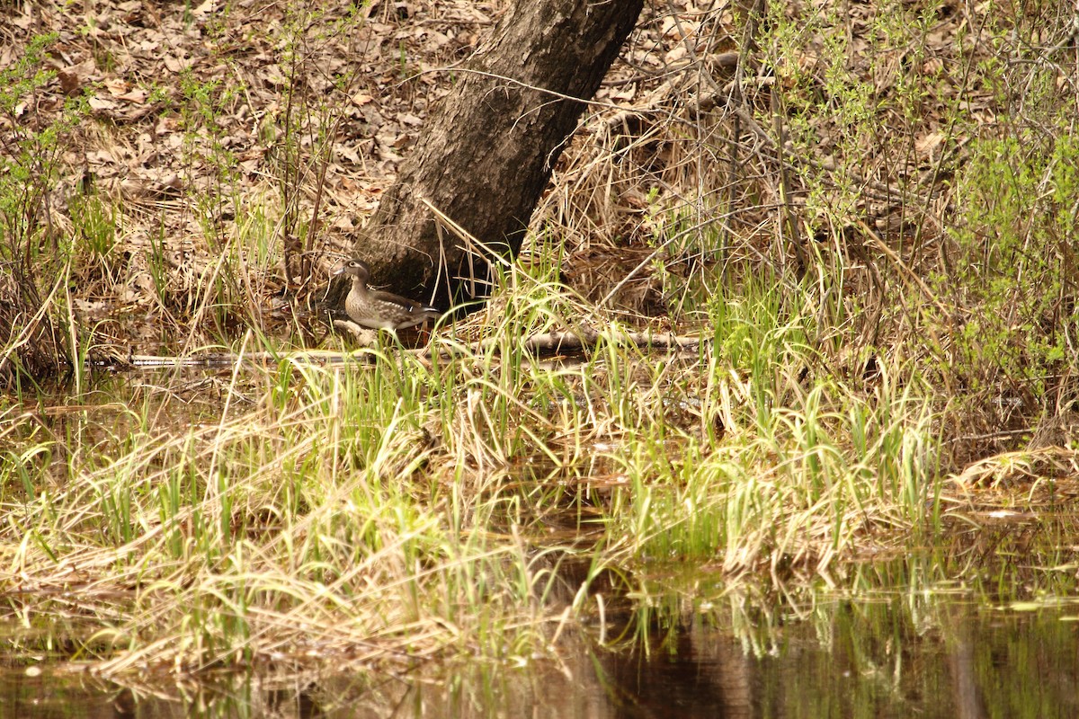 kachnička karolínská - ML644248861