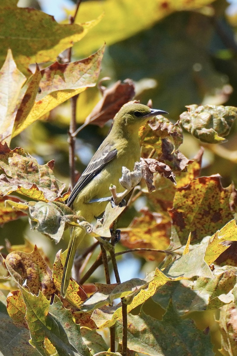 Hooded Oriole - ML644248862