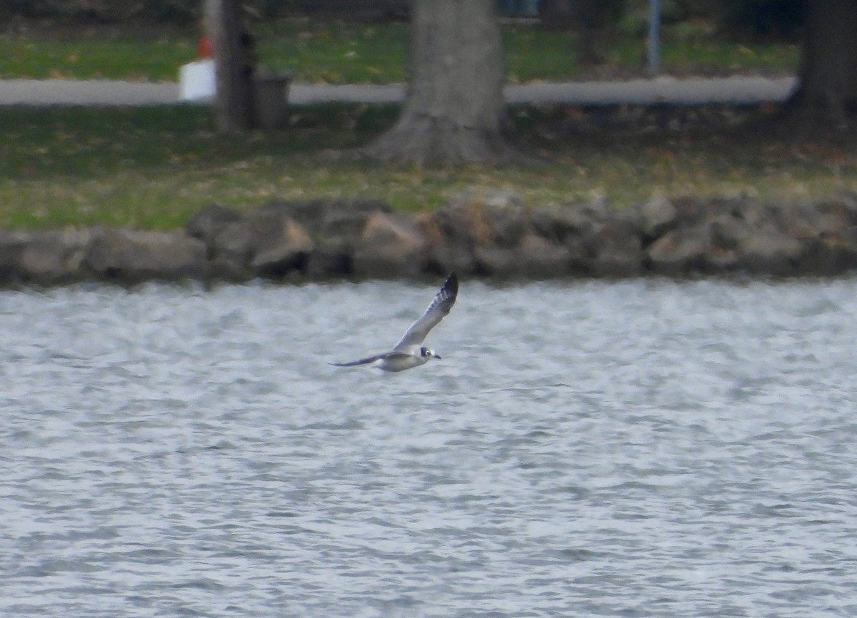 Франклинова чайка - ML644248865