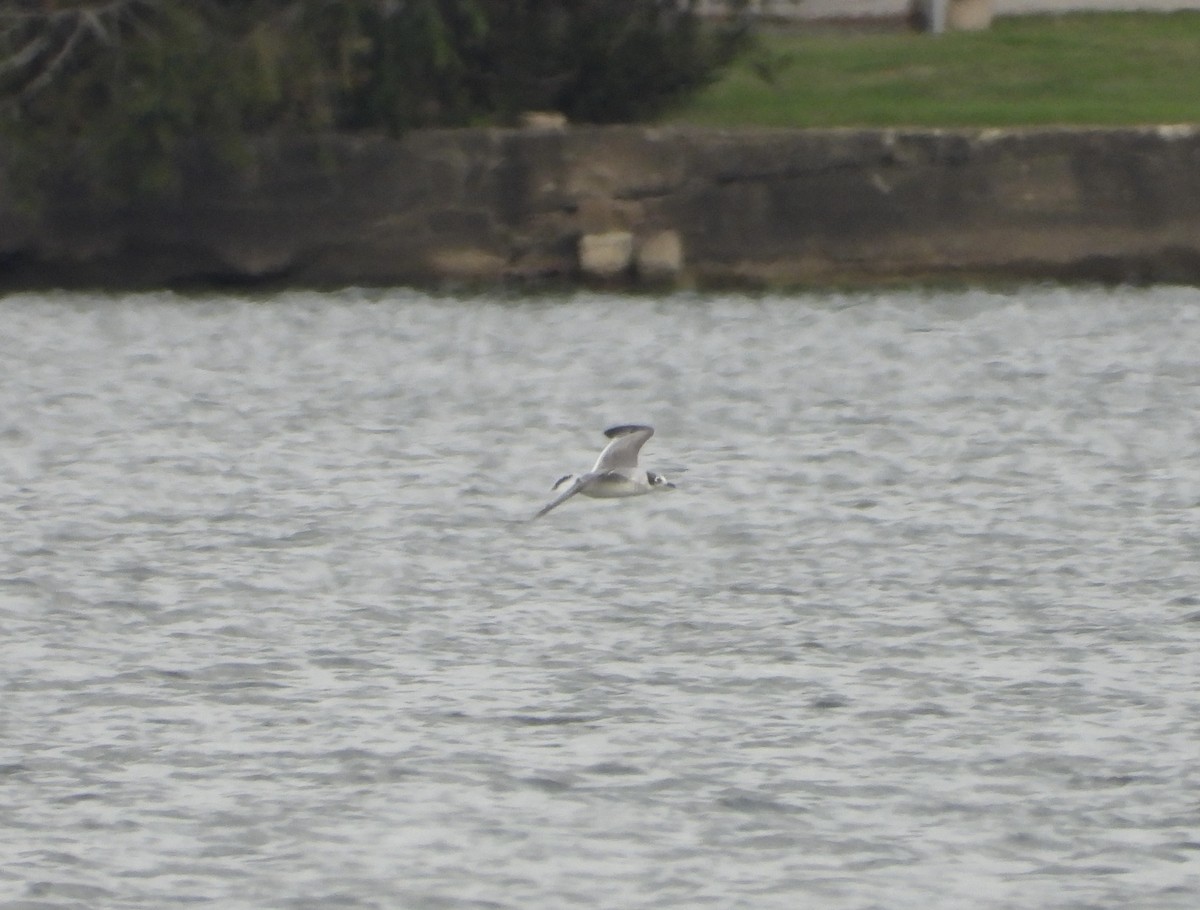 Франклинова чайка - ML644248866