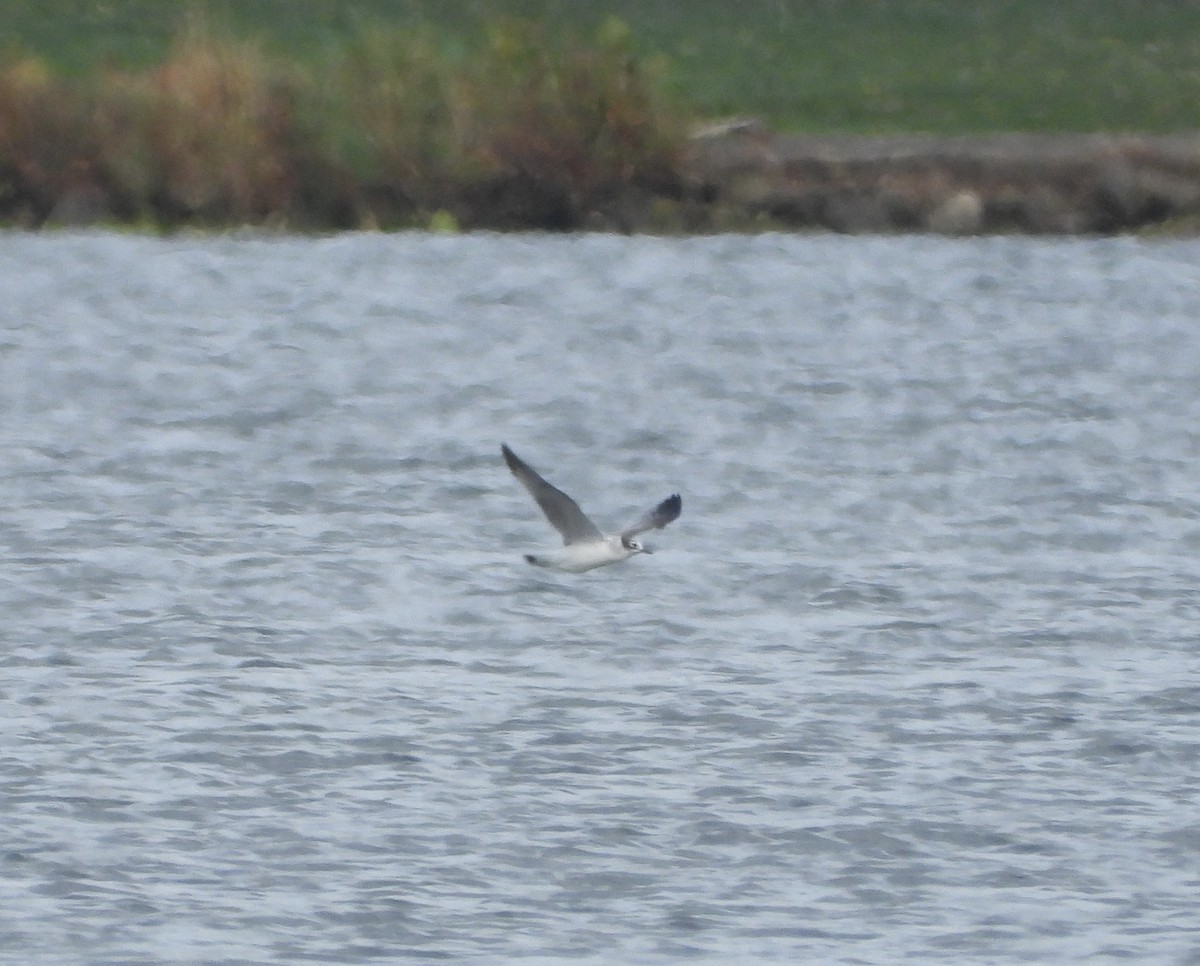 Франклинова чайка - ML644248867