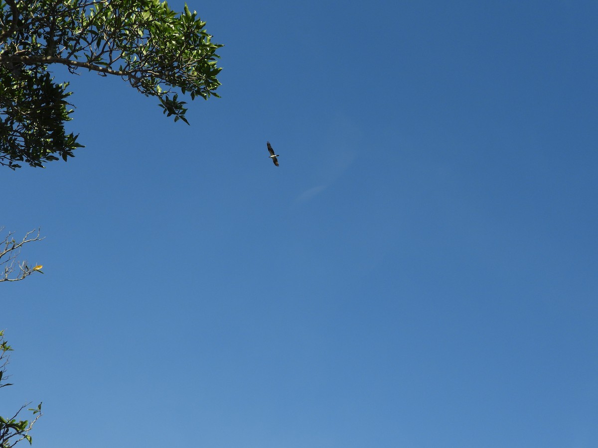 Osprey - ML644248868