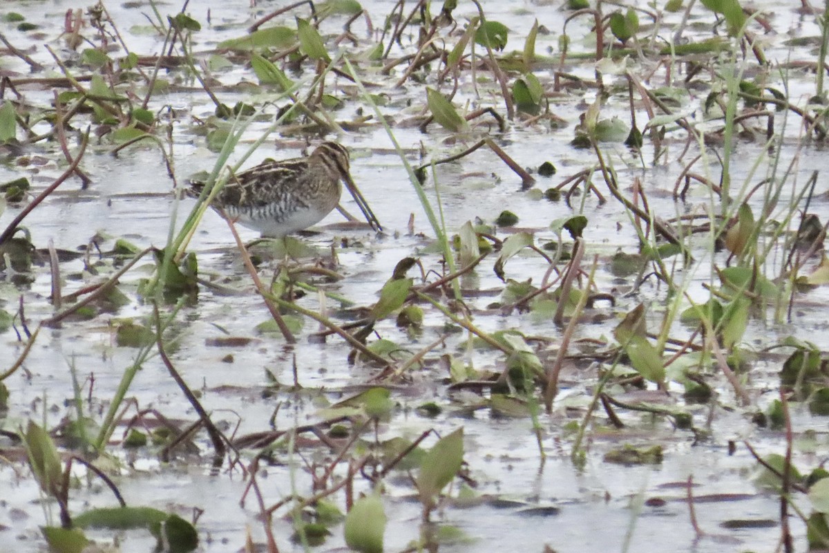 Wilson's Snipe - ML644248872