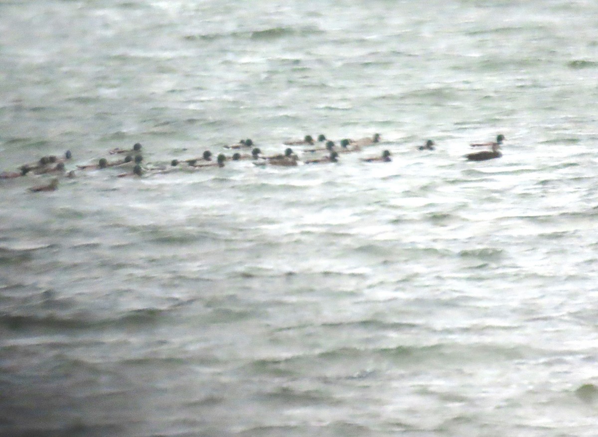 Canard colvert - ML644248873