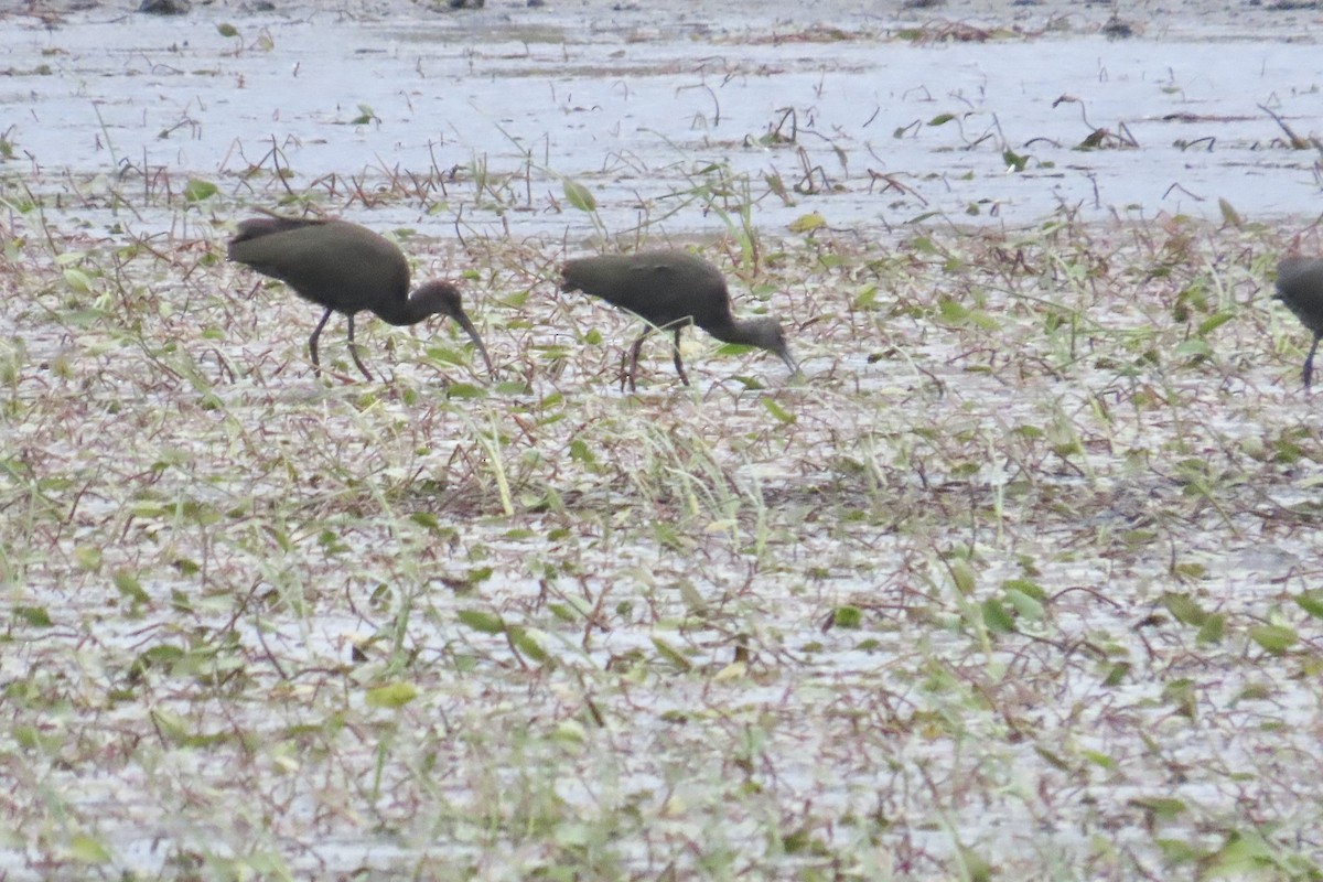White-faced Ibis - ML644248879