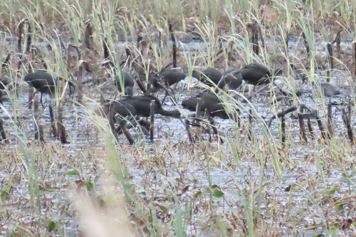 White-faced Ibis - ML644248880
