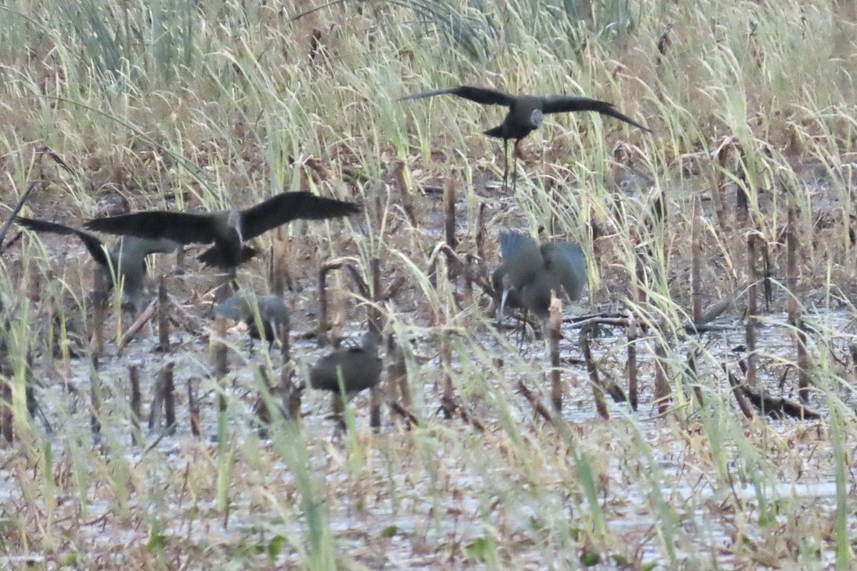 White-faced Ibis - ML644248881