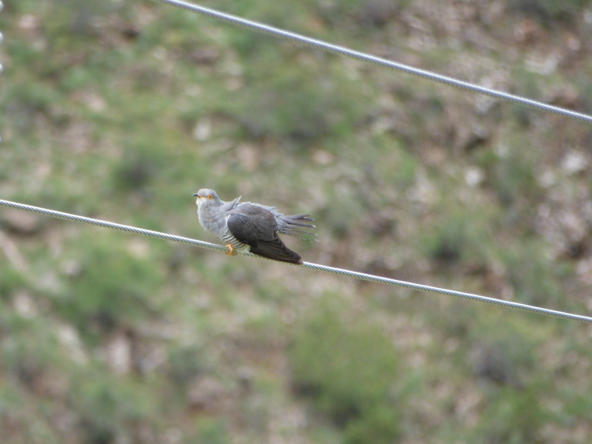 Common Cuckoo - ML64424891