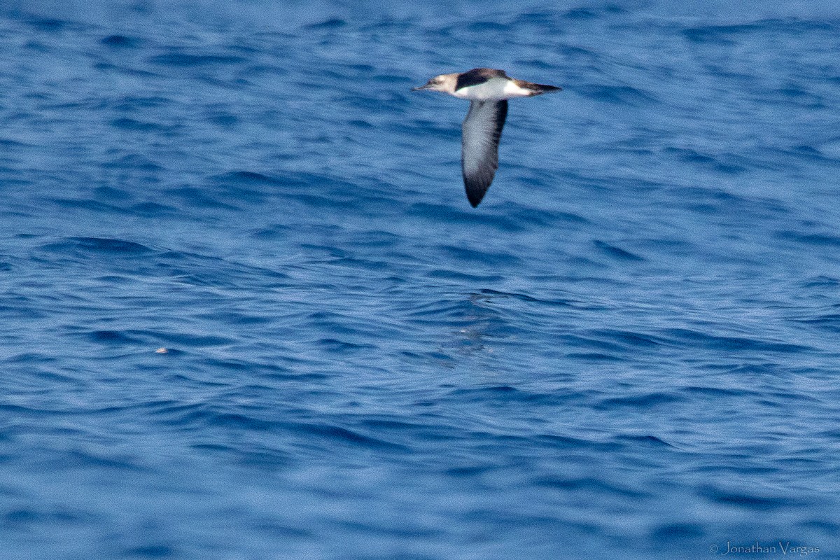 Black-vented Shearwater - ML644248918