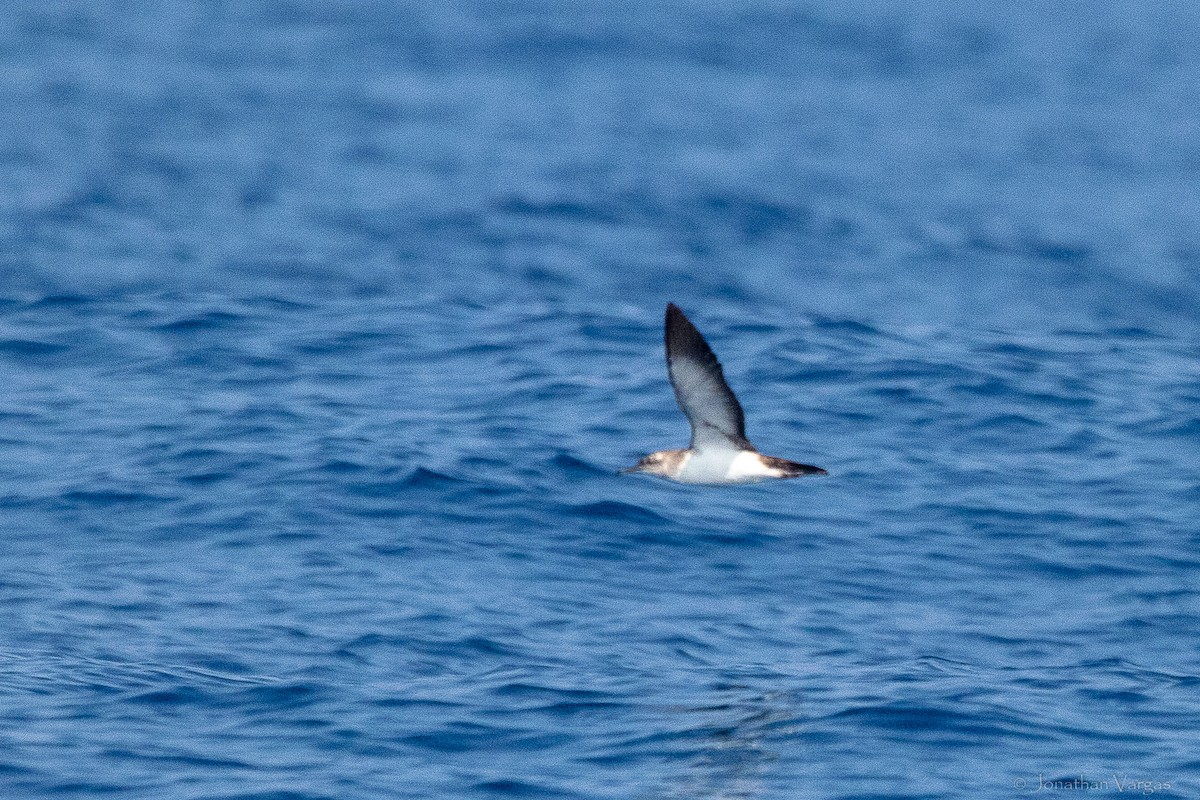 Black-vented Shearwater - ML644248919