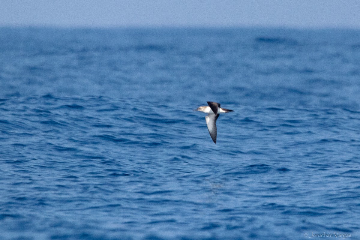 Black-vented Shearwater - ML644248920