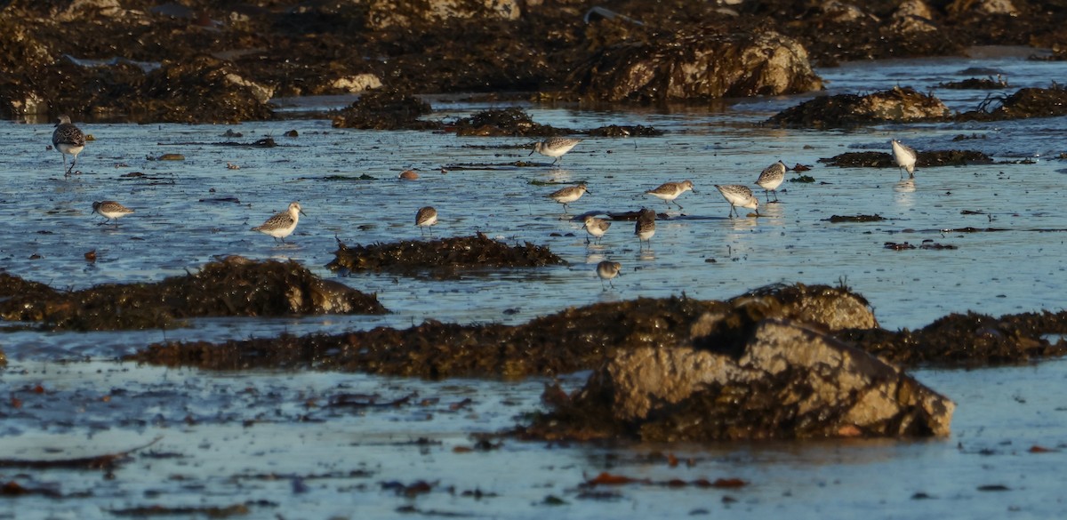 Txirri zuria - ML644248927