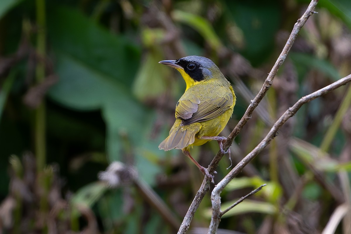 Southern Yellowthroat - ML644248928